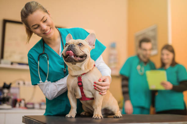 Cómo Encontrar Clínicas Veterinarias Asequibles para tus Mascotas