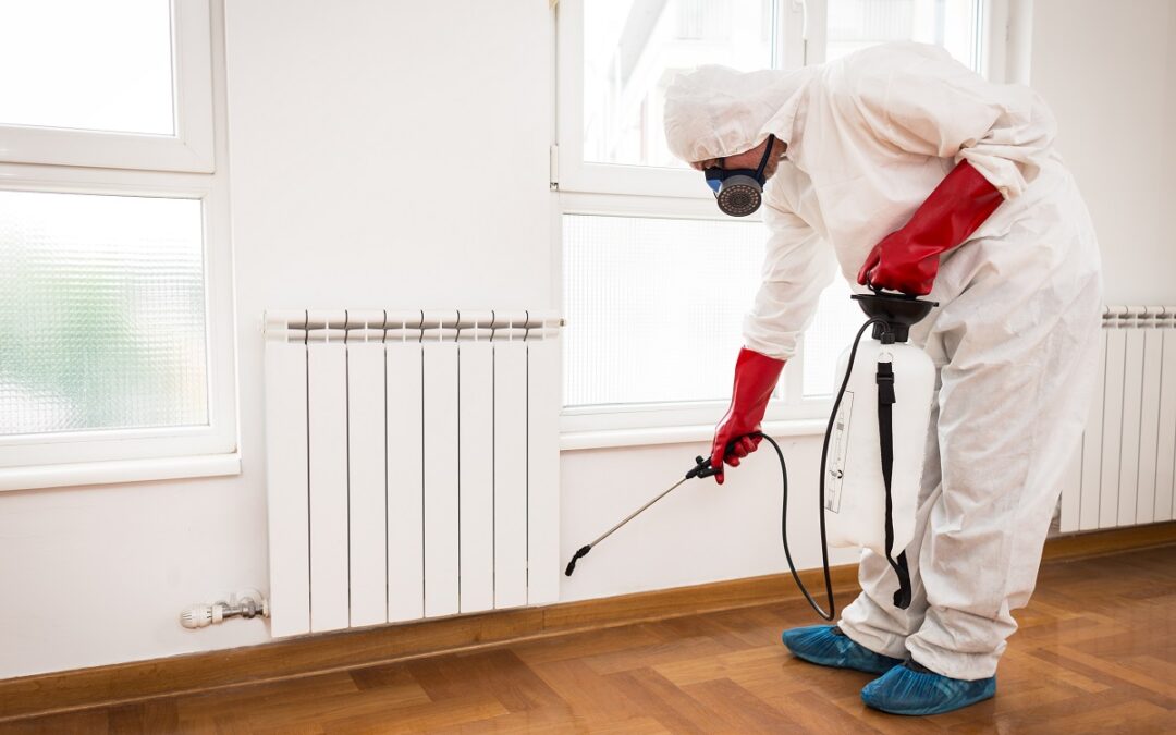 How to Get Started in Pest Control: A Beginner’s Guide to a Stable, In-Demand Career